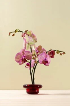 Nedre Foss Bougeoir Pour Bougie Chauffe-plat Sirkel, Mid Winter Red -Intérieure Décoration Magasin 9nchDXUQ