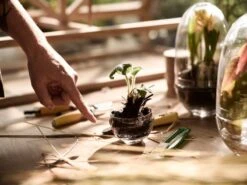 Design House Stockholm Mini Serre Grow, S 9 Design House Stockholm Mini Serre Grow, S -Intérieure Décoration Magasin DHS lifestyleimage 17